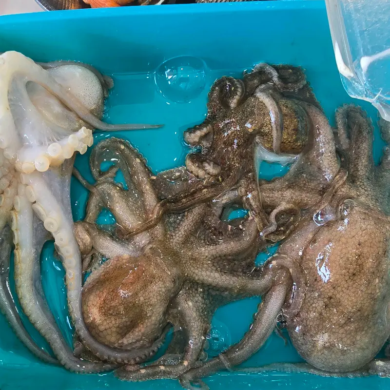 살아있는 싱싱한 쭈꾸미