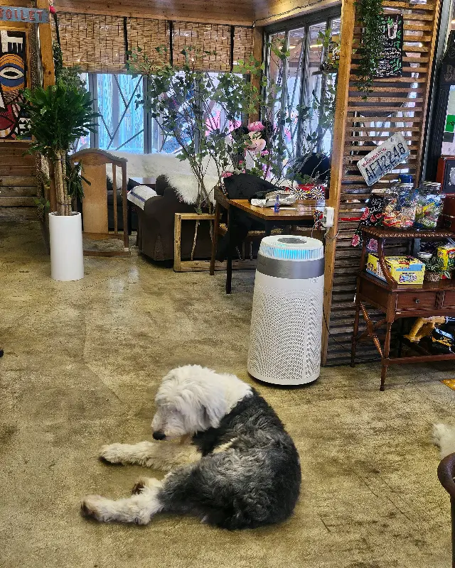 카페 내부 풍경. 강아지 한 마리가 바닥에 엎드려 쉬고 있다.