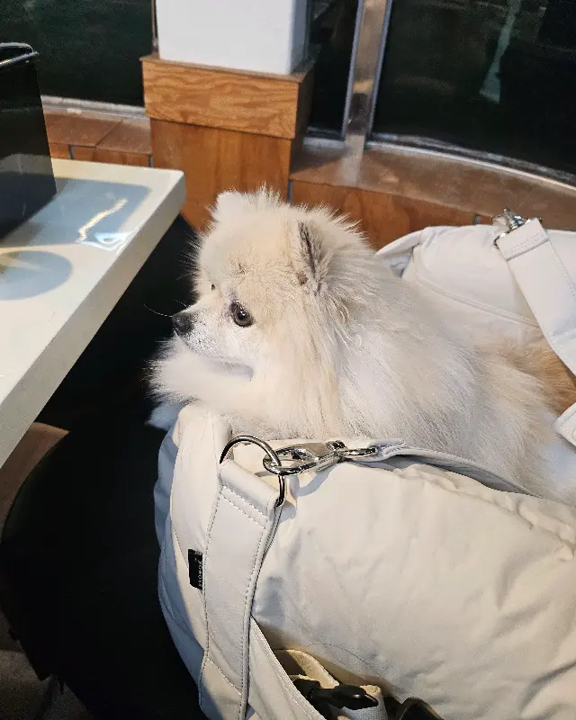 방태막국수 강아지