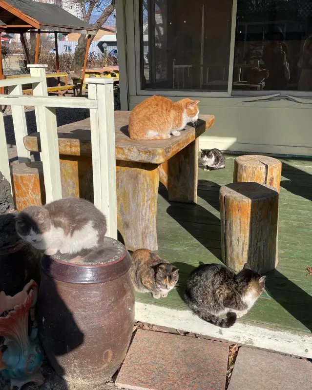 사랑스러운 고양이들이 따스한 햇볕을 쬐며 평화로운 시간을 보내고 있는 모습