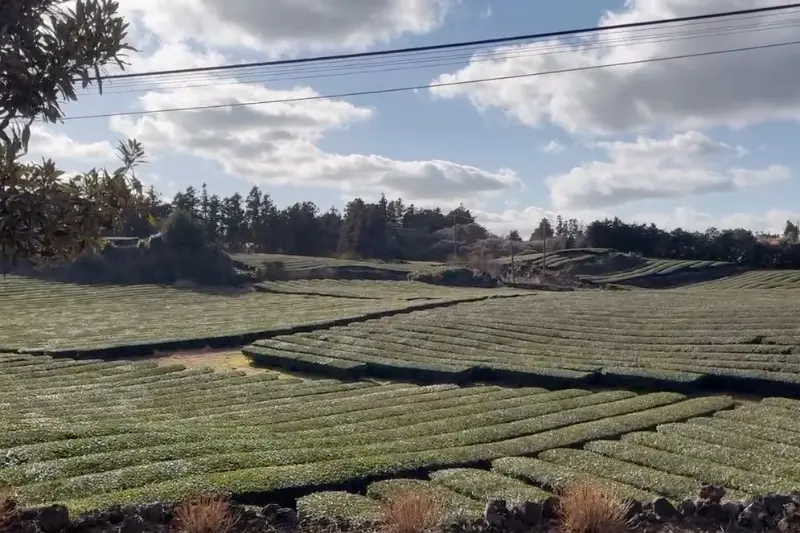 끝없이 펼쳐진 녹차밭