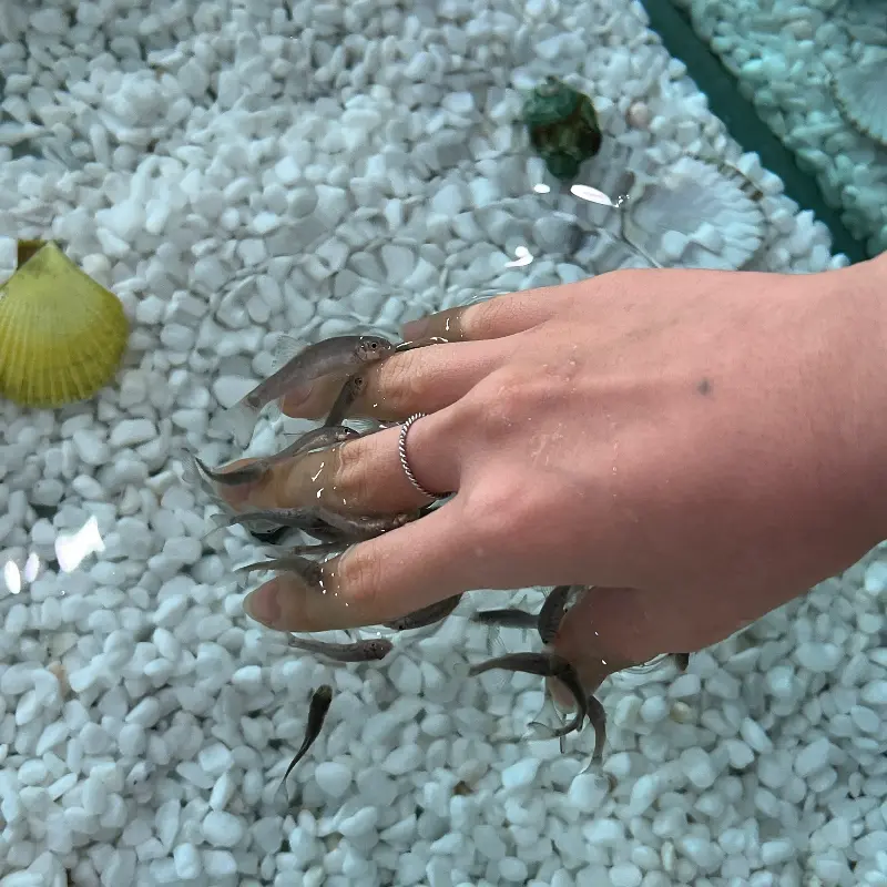 닥터피쉬 체험존에서 손을 담그고 있는 모습