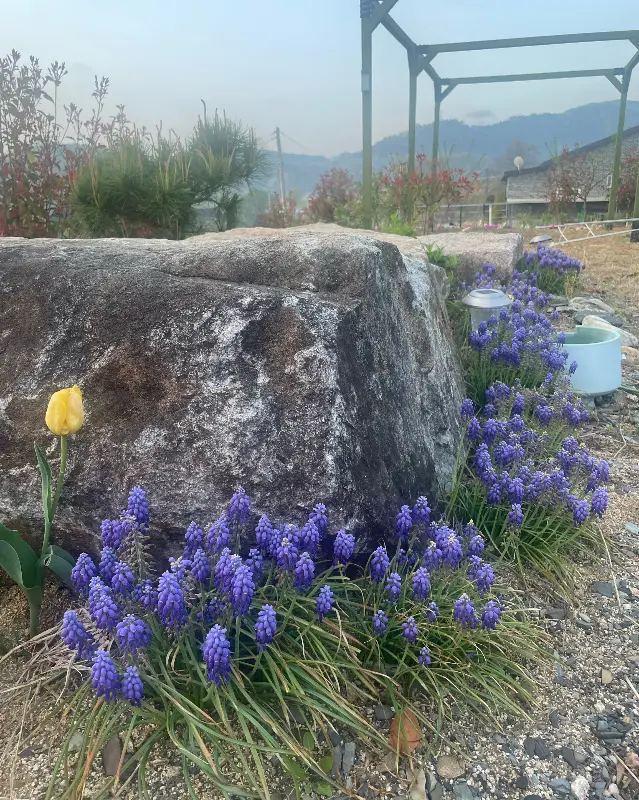 경환청둥오리 주변 풍경