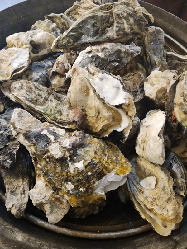 굴 껍데기가 가득 담긴 통, 굴의 신선함이 느껴진다