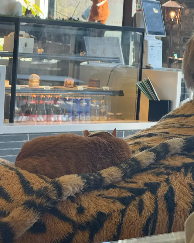 호랑이 무늬 의자 위에서 잠든 고양이