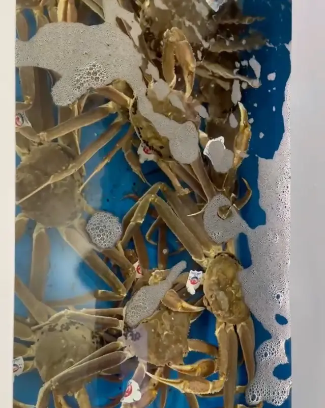 싱싱한 대게가 가득한 수족관