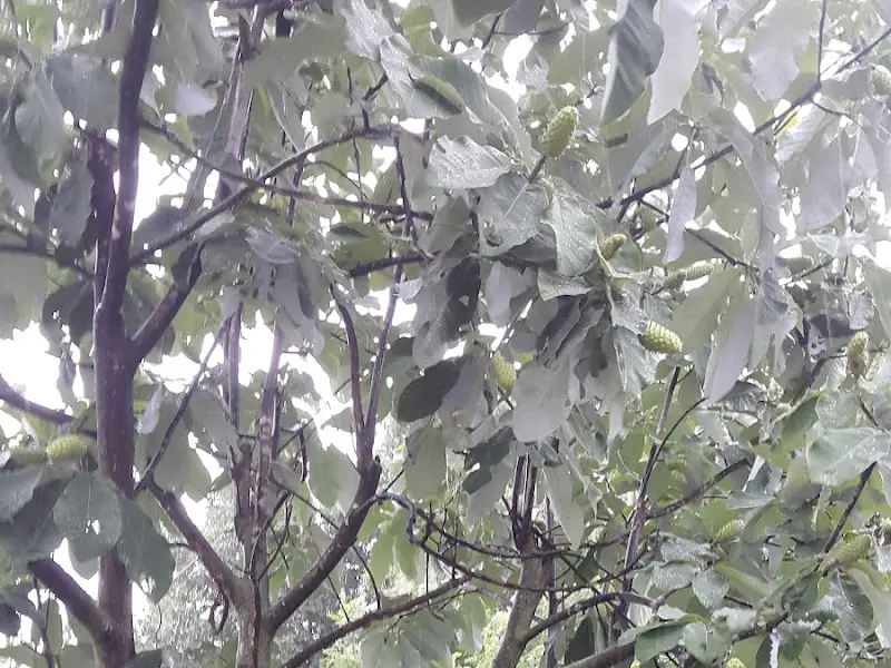 식당 앞에 있는 후박나무