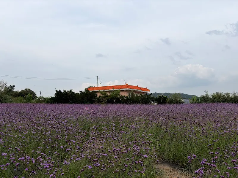 보라색 꽃밭이 카페를 에워싸고 있는 모습
