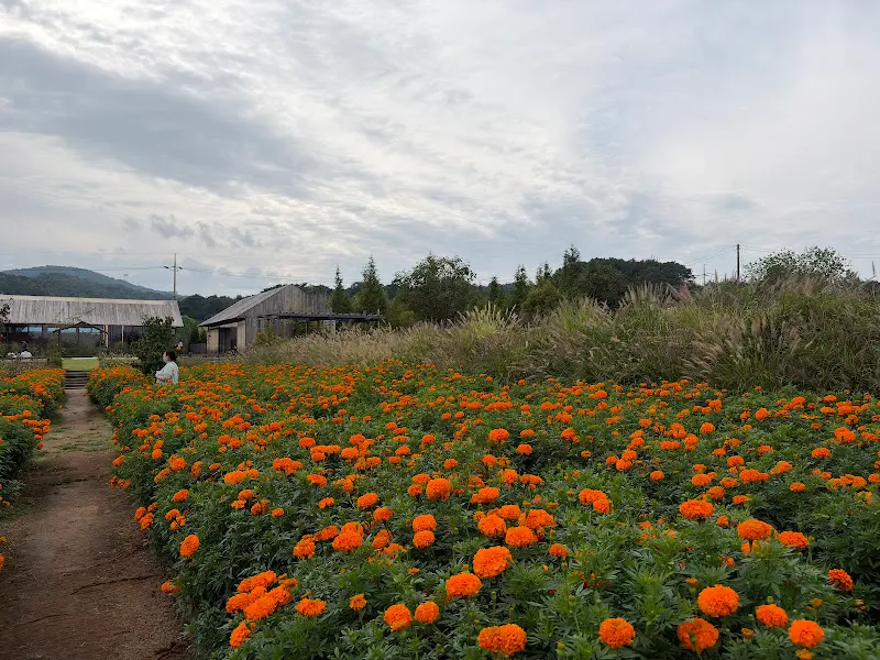 만개한 금잔화 밭