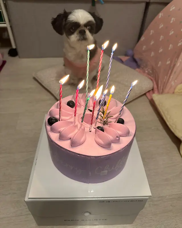 강아지 생일 케이크로도 손색없는 비주얼