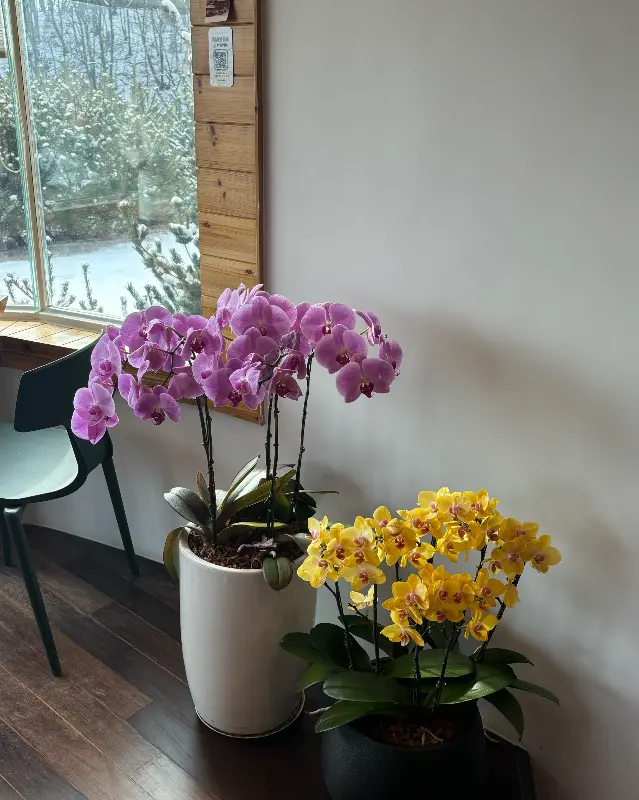 카페 내부 식물 장식