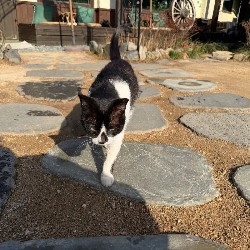 정원을 거니는 고양이