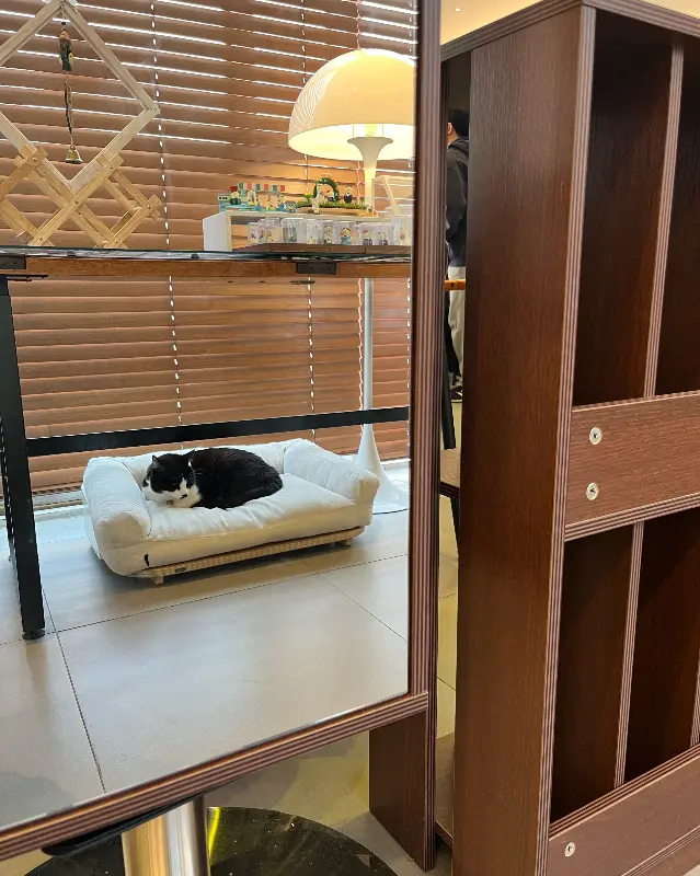 낮잠을 자는 고양이