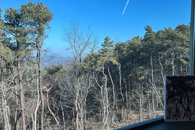 창밖으로 보이는 아름다운 숲 뷰