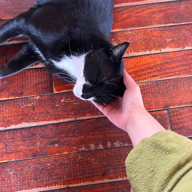 빠뽕의 마스코트, 곤히 잠든 고양이