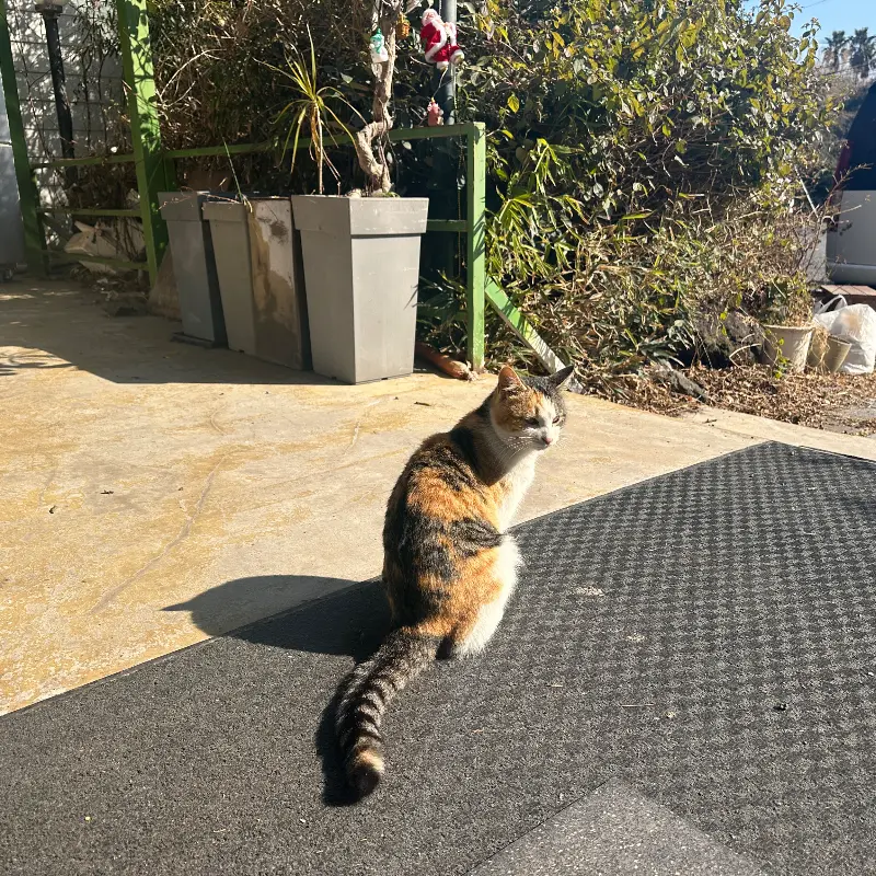 협재신국수 비빔국수