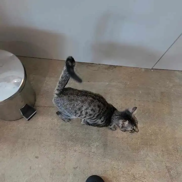 카페 마스코트 고양이