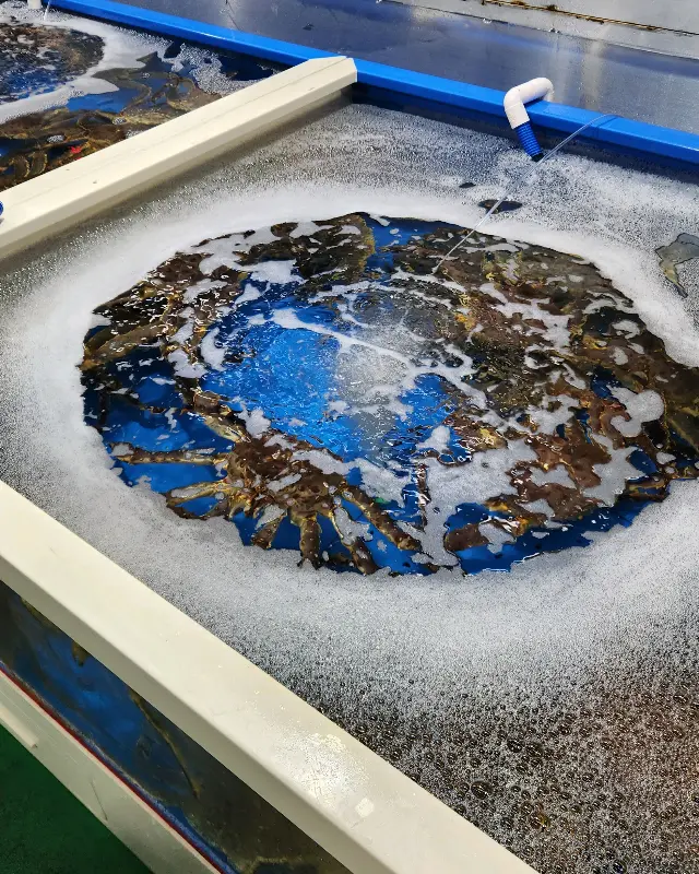 수족관 속 킹크랩