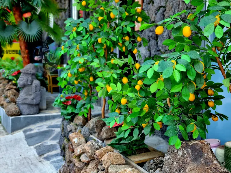 돌하르방과 감귤나무