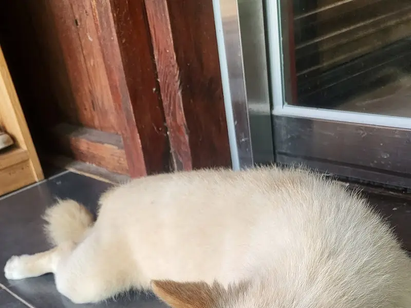 가게에서 키우는 강아지 '돌이'의 모습