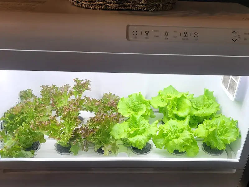식당 내부의 채소 재배 시설