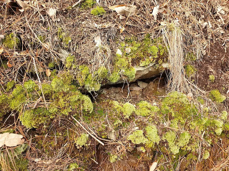 산책로 주변의 풍경