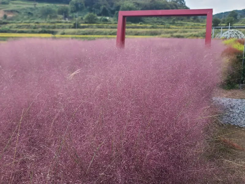 핑크뮬리 정원의 모습