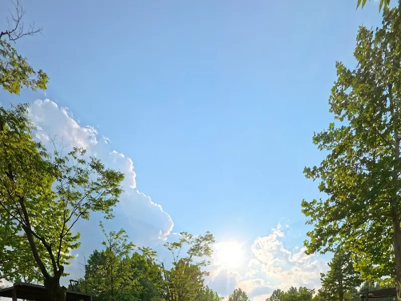 푸른 하늘과 나무