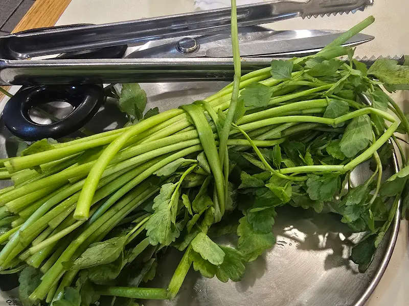 미나리 한 묶음