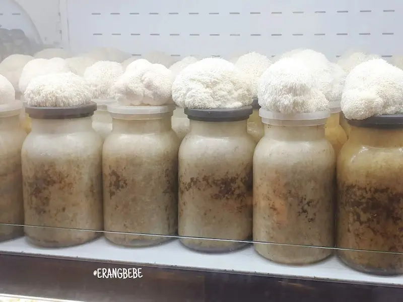 냉장고 안에서 자라고 있는 노루궁뎅이버섯