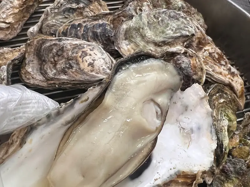 탱글탱글한 굴의 자태