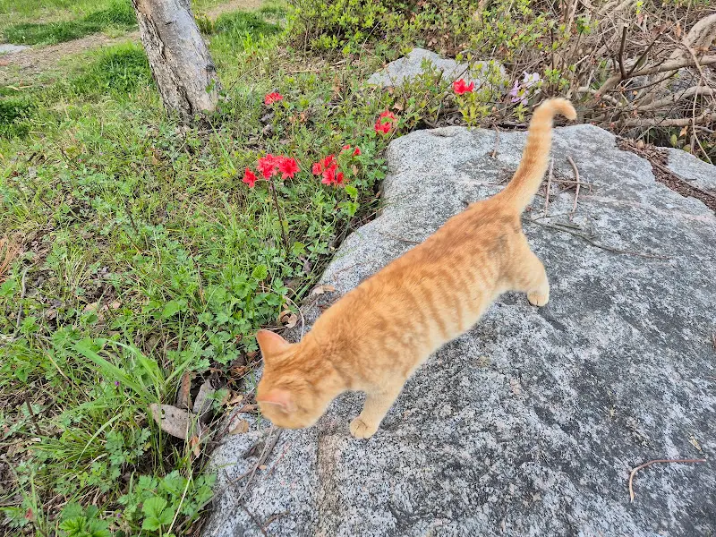 식당 앞에서 만난 귀여운 고양이
