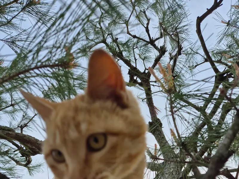 소나무 위에서 휴식을 취하는 고양이