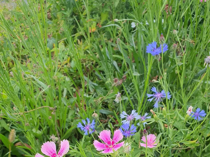 정원에 핀 꽃들