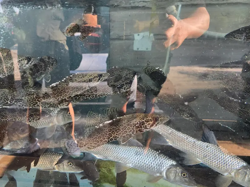 싱싱한 활어들이 가득한 수족관