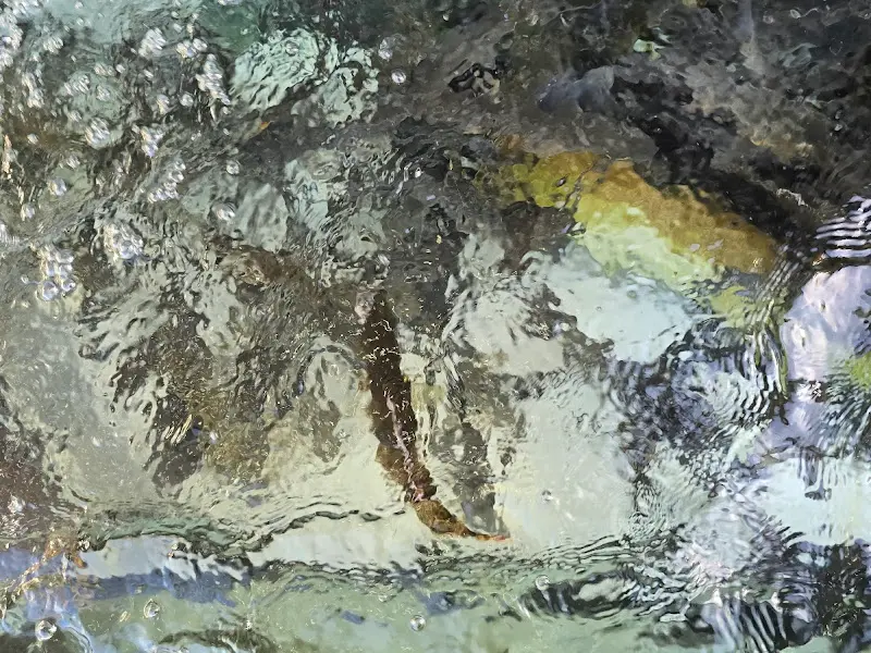 수족관 속 자연산 장어