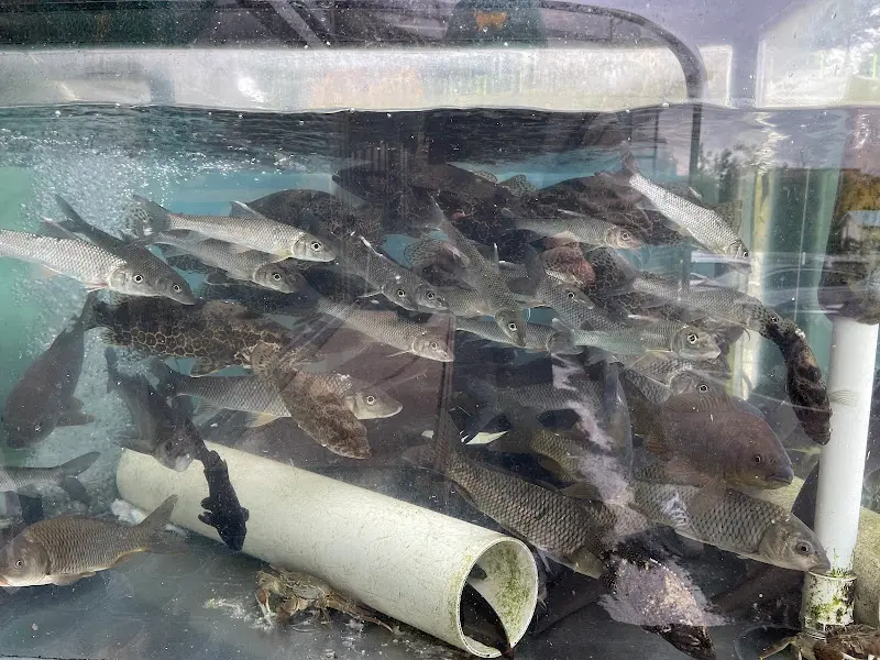 다양한 민물고기가 있는 수족관