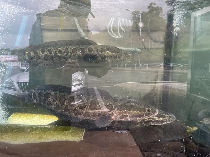 수족관 속 쏘가리