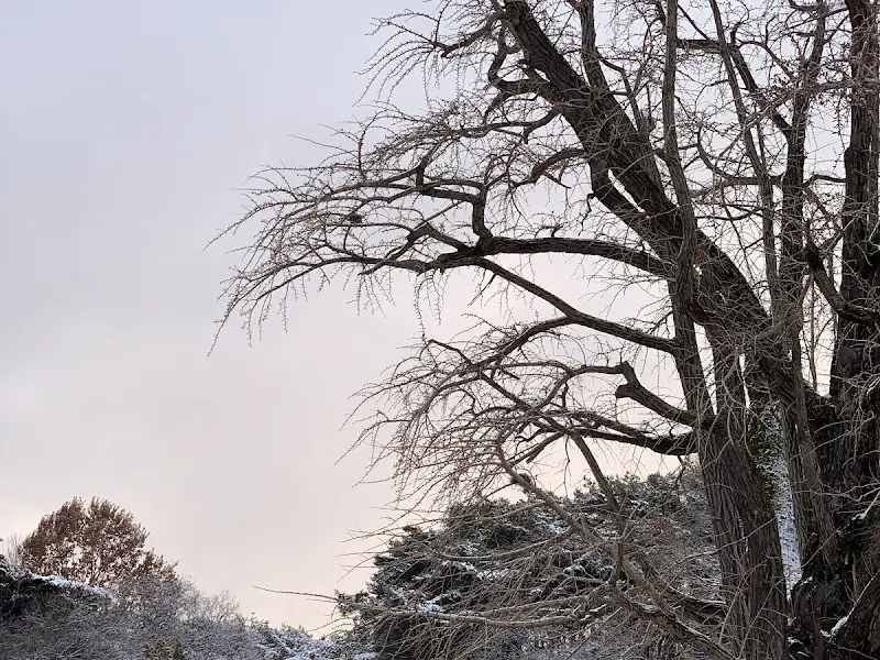 눈 내린 고택 앞 600년 은행나무