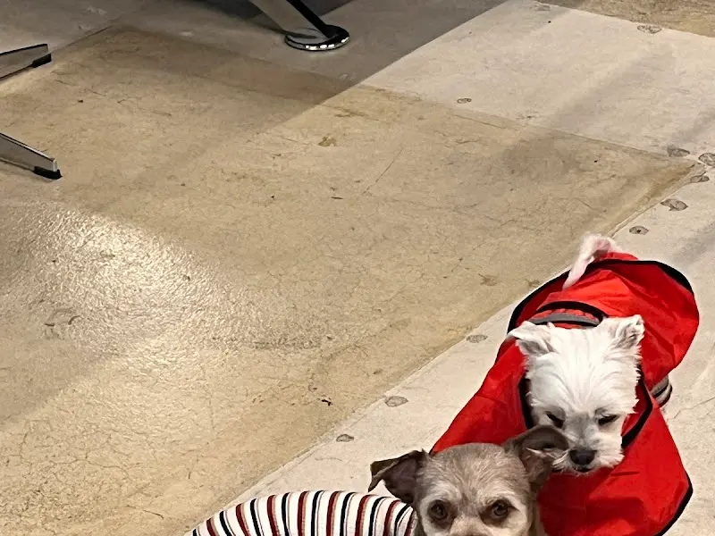 12moon 카페 강아지