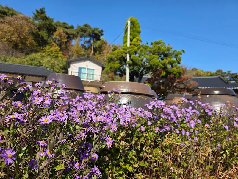 장독대 주변에 핀 아름다운 꽃들.