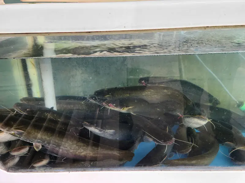 수족관 안의 메기