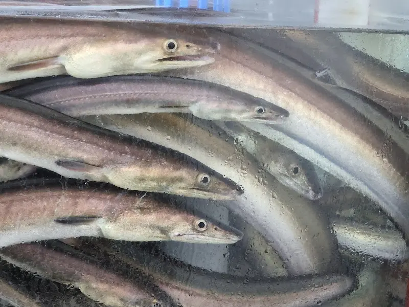 수족관 속 붕장어