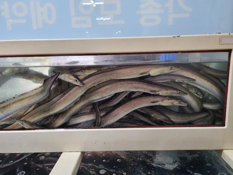 수족관 가득한 붕장어