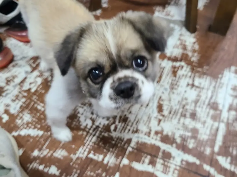 사랑스러운 강아지