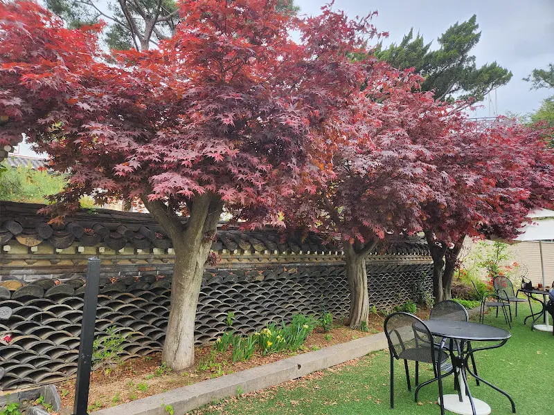 붉게 물든 단풍나무