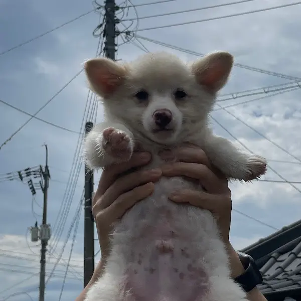 귀여운 강아지 사진