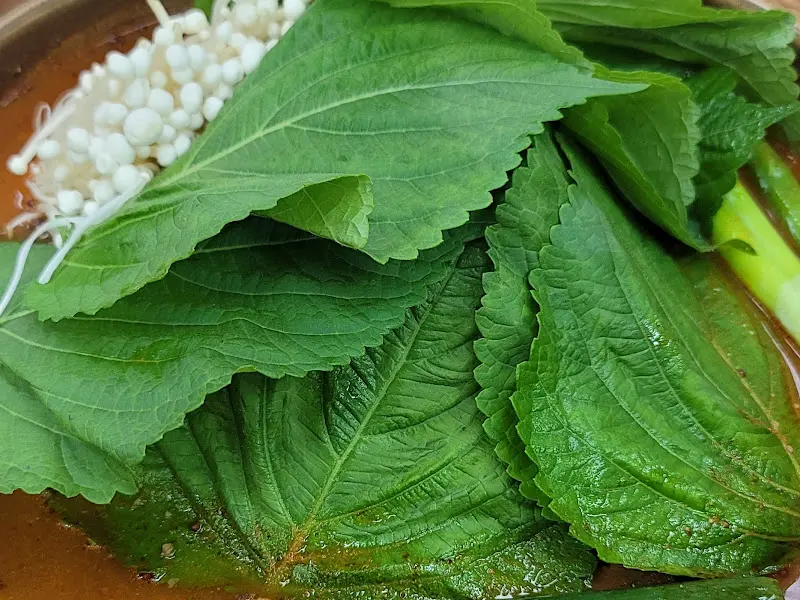 싱싱한 깻잎 클로즈업