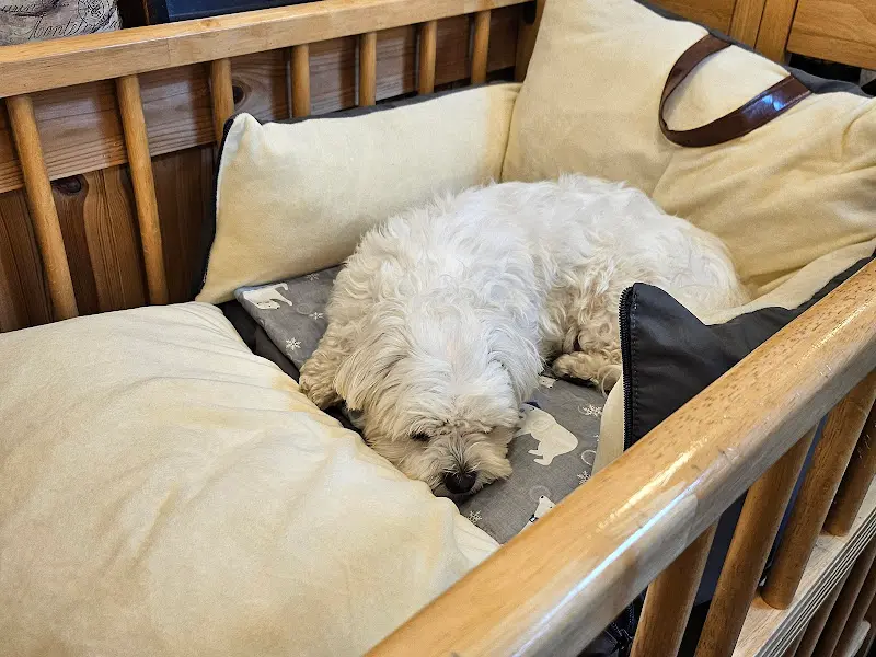강아지 침대