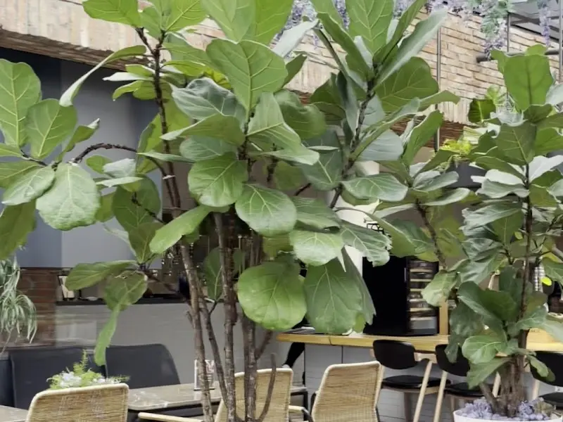 스콜 내부의 식물 장식